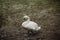 Beautiful white swan bird standing on the ground in autumn, elegant swan animal surrounded by nature close-up, ugly duckling