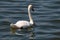 A beautiful white swan on a calm and tranquil lake