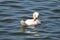 A beautiful white swan on a calm and tranquil lake