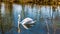 Beautiful white swan calmly swimming in a lake reflecting in the water