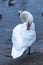 Beautiful white swan cleans feathers on the banks of the Vltava River in Prague, Czech Republic