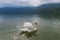 Beautiful white swan in the clear water of picturesque alpine lake