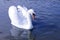 Beautiful white swan close-up in a park