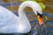 Beautiful white swan close-up in a park on a lake