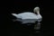 Beautiful white swan Cygnini preening on a river