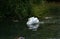 Beautiful white swan Cygnini on a river with ducks
