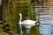 A beautiful white Swan with delicate air feathers, swimming alone on a pond with a sandy bottom. A large