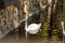 A beautiful white Swan with delicate air feathers, swimming alone on a pond with a sandy bottom. A large