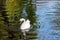 A beautiful white Swan with delicate air feathers, swimming alone on a pond with a sandy bottom. A large