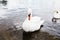 Beautiful white swan with the family in swan lake, romance, seas