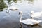 Beautiful white swan with the family in swan lake, romance, seas