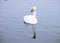 A beautiful white swan floated alone on the lake in early winter.