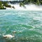 Beautiful white swan floating in front of the Rheinfall waterfalls at Rhine River, the biggest waterfalls of Europe