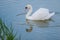 Beautiful white swan floating in the lake nature