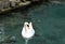 Beautiful white swan floating in turquoise lake along the rocky shore. Natural background for your design