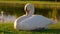 Beautiful white swan on green meadow.