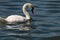 A beautiful white swan on a lake