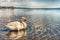 Beautiful white swan on the lake Bracciano, Italy