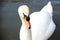 beautiful white swan on a lake near Cirencester, UK