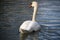 beautiful white swan on a lake near Cirencester, UK