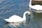 A beautiful white swan on the lake at Southport