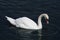A beautiful white swan on a lake. Water can be seen dripping from the swan after it has dipped its head.