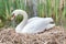 Beautiful white swan in nest