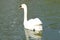 A beautiful white swan on the pond. A large graceful waterfowl