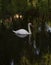 A beautiful white swan posed centrally on the shaded area of a tranquil lake with a background of dark trees