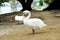 Beautiful white swan posing against of Charles bridge behind on