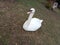 Beautiful white swan roaming for food