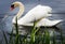 Beautiful white swan sailing across the water