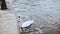 Beautiful white swan and seagulls near embankment. 4K. Elegant wild birds feeding in city surroundings. Panning shot.