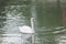 Beautiful white swan swimming in a lake