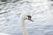 Beautiful white swan swimming in a lake