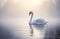 beautiful white swan swimming at lake or pond water in morning mist, serene bird at river in fog at sunset or sunrise