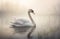 beautiful white swan swimming at lake or pond water in morning mist, serene bird at river in fog at sunset or sunrise