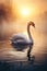 beautiful white swan swimming at lake or pond water in morning mist, serene bird at river in fog at sunset or sunrise