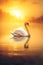 beautiful white swan swimming at lake or pond water in morning mist, serene bird at river in fog at sunset or sunrise