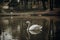 Beautiful white swan swimming in a pond at British wildlife park