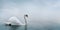 Beautiful white swan swimming in water. Fine art nature with wild bird and river mist