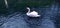 A beautiful white swan swims in the dark river water. A waterfowl swam close. Vrelo Bosne - Bosnian hot spring is a famous tourist