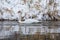 A beautiful white swan in the winter swimming in the river