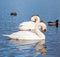 Beautiful white swans, both individually and in groups, peacefully gliding across the lake.