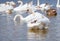 Beautiful white swans, both individually and in groups, peacefully gliding across the lake.