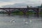 Beautiful white swans in the Drava River. Old Bridge at the background. Stunning autumn landscape