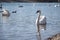 Beautiful white swans gracefully gliding on the surface of Jarun lake, Zagreb during warm, winter day