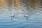 Beautiful white swans in the lake of Ioannina in Epirus