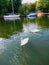 Beautiful white swans , Lough Neagh