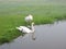 Beautiful white swans near lake, Lithuania